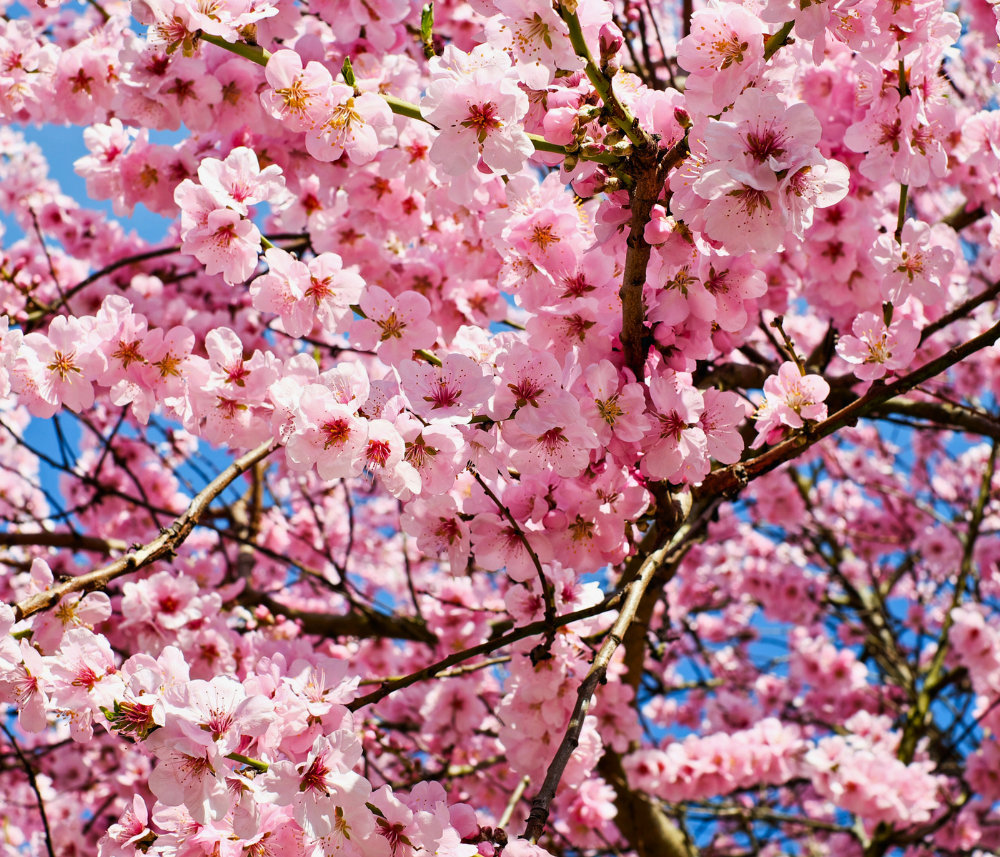 Cerejeira em Flor